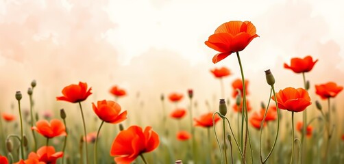 Fototapeta premium Vibrant red poppy in field, soft watercolor wash background, design, photography