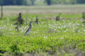 Fototapeta premium Squacco Heron in flight. Ardeola ralloides