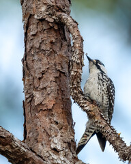 Threatened Red-cockaded Woodpecker