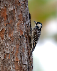 Threatened Red-cockaded Woodpecker