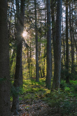 Frisches Gr&uuml;n im Wald die B&auml;ume treiben neue Bl&auml;tter