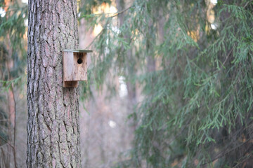 Birdhouse on the trunk of a tall pine tree with a place for text