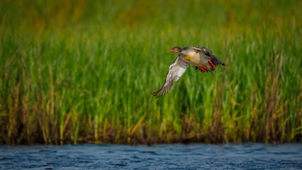 Red-breasted Merganser In Flight