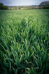 green field of wheat