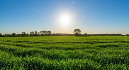 Obraz premium landscape of field