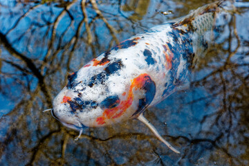 Koi Carp in pond