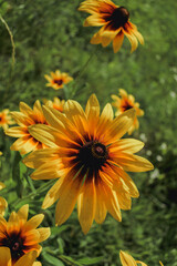 Bright yellow-red flowers of rudbeckia on a sunny background
