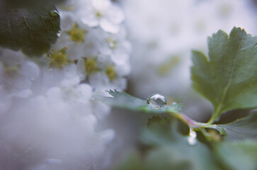 A drop of water on a leaf of a flowering branch