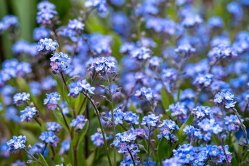 forget me nots a symbol of true love and respect
