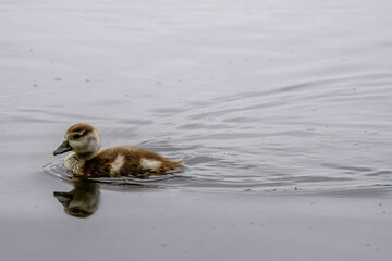 Egyptian goose Alopochen aegyptiaca gosling swimming in the water