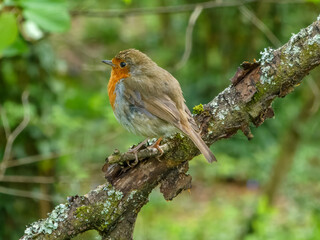 portrait of Robin red breast Erithacus rubecula perched in a tree