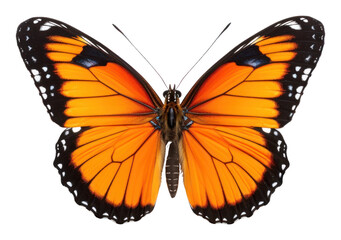 Fototapeta premium PNG Butterfly butterfly monarch insect.