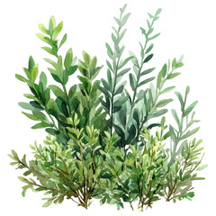 Fototapeta premium Watercolor Painting of Green Shrubs and Bushes with Leaves and Grass on Transparent Background