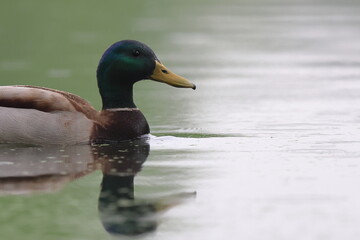 Fototapeta premium pace