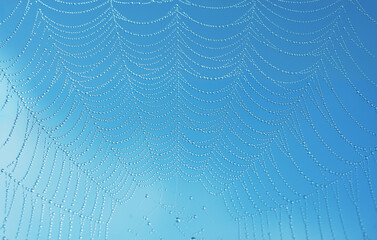Macro photo of water droplets on spider web forming elegant net structure. Ideal for skincare, glow...