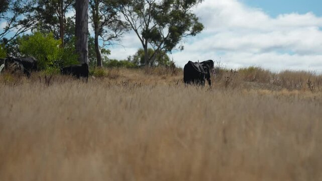 livestock in a meadow, sustainable carbon neutral farming being practiced. regenerative raised cows in a field. agricultural technology innovation.	
