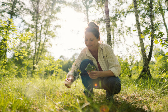 Female picking wild berries and holding strawberry bouquet in summer forest. Woman enjoying nature, healthy lifestyle and slow life outdoors