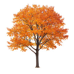 A single tree with vibrant orange leaves standing against a black and white background on an autumn day