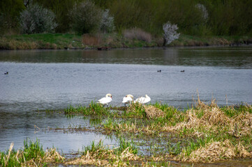 a swans on the lake  in Vyshnivets, Ternopil, Ukraine