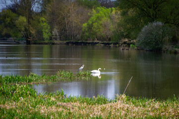 swan and grey heron on the lake in Vyshnivets, Ukraine