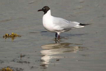 Mouette rieuse,.Chroicocephalus ridibundus, Black headed Gull