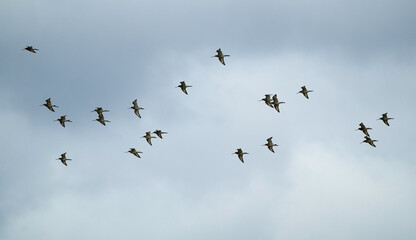Barge à queue noire,.Limosa limosa, Black tailed Godwit