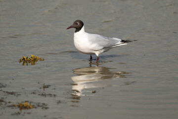 Mouette rieuse,.Chroicocephalus ridibundus, Black headed Gull