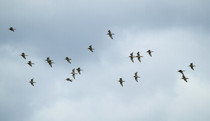 Obraz premium Barge à queue noire,.Limosa limosa, Black tailed Godwit