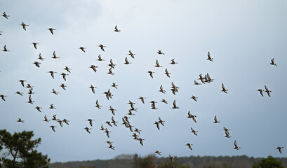 Barge à queue noire,.Limosa limosa, Black tailed Godwit