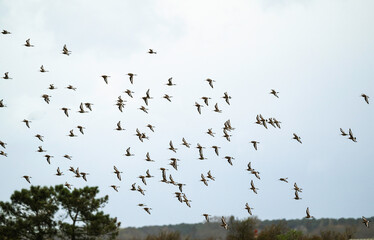 Barge à queue noire,.Limosa limosa, Black tailed Godwit