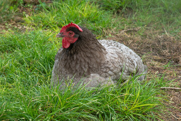 Poule noire coucou de Renne