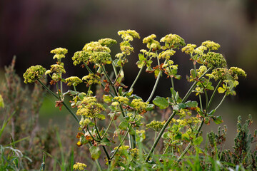 maceron, Smyrnium olusatrum