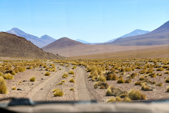 Golden puna grass tufts scattered across rocky desert floor with path leading toward distant mountains in Eduardo Avaroa National Park, Bolivia.