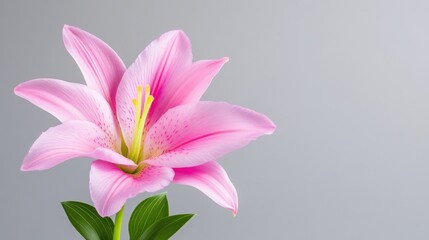 Fototapeta premium Close-up of a single pink lily