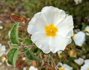 Vista de cerca de flor de Cistus con fondo de follaje