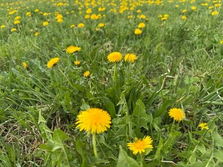 Obraz premium dandelions in the grass