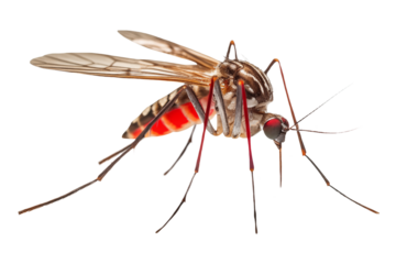 Mosquito isolated on a transparent background, insect pest theme.