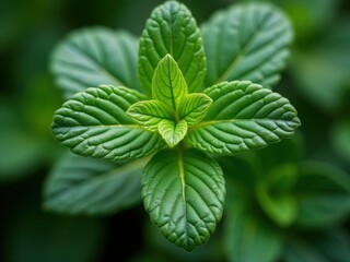 medicinal herbs and berries, traditional medicine Close up of a green leafy plant with a small green bud. The leaf is very green