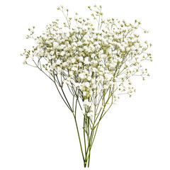 Bouquet of White Baby's Breath Flowers on Transparent Background