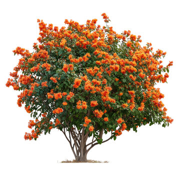 Large Firebush with Vibrant Orange Flowers on Transparent Background