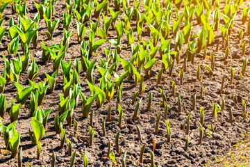 bed of young green tulips, close-up. young tulips grow on the ground. young shoots of tulips. 