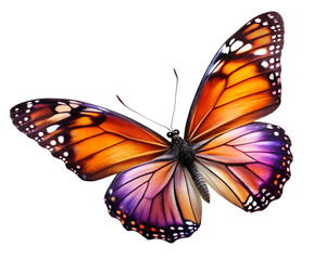 Fototapeta premium butterfly isolated on white background