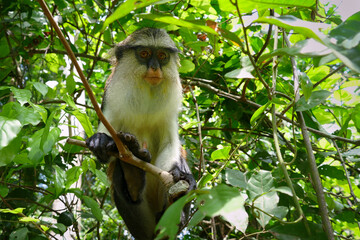 The Mona Monkey or Cercopithecus mona in West Africa is holy to the people in Ghana