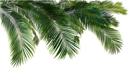 Collection of tropical green palm leaves with detailed veins, isolated on white background palm tree isolated on white background 
