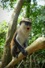 The Mona Monkey or Cercopithecus mona in West Africa is holy to the people in Ghana