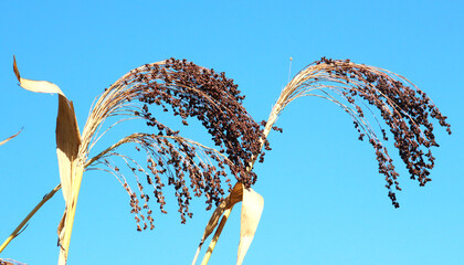 Common sorghum (Sorghum bicolor) grows in a field