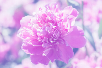 Close up of purple pink peony flower in garden