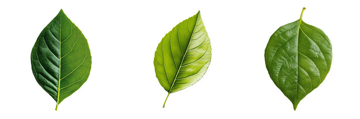 Collection of green leaf floating isolated on a transparent background