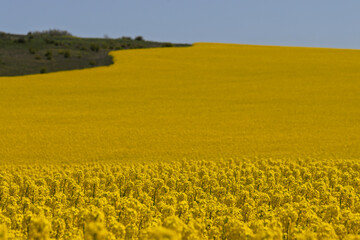 A sea of ​​bright yellow rapeseed (Brassica napus) flowers in full bloom create a striking contrast to the clear, azure sky above.