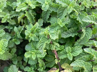 Lush green mint leaves, close-up of herb garden, vibrant foliage, water droplets on leaves, aromatic herbs, detailed leaf texture, natural light, fresh organic produce